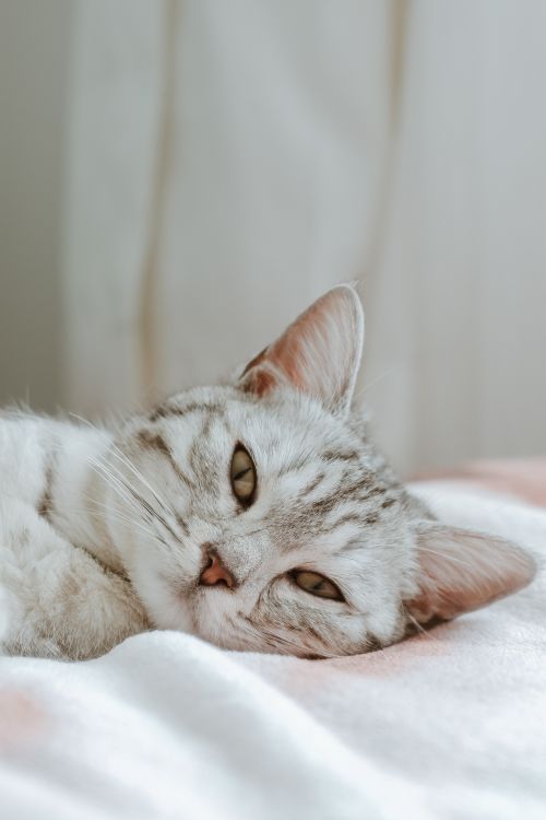 Free Close-up of a gray tabby cat lying on a bed indoors. Calm and relaxed atmosphere. Stock Photo