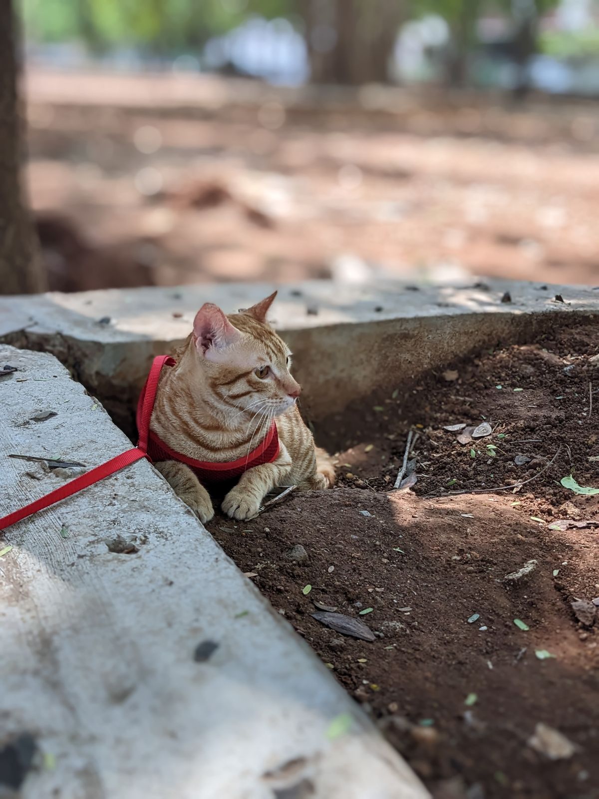 Cat wearing a harness and leash outdoors