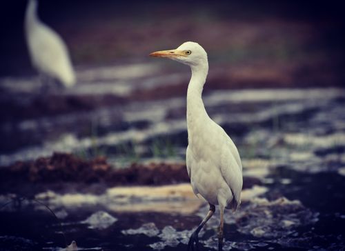 Free Close-up of a cattle egret standing gracefully in a natural wetland area. Stock Photo