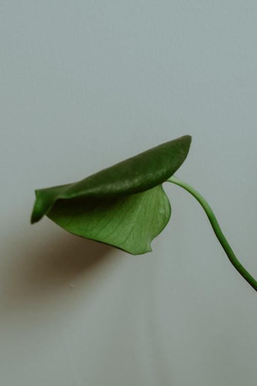 Bent Leaf on White Background