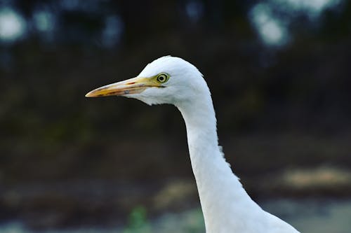 Foto Close Up Burung Kuntul Besar