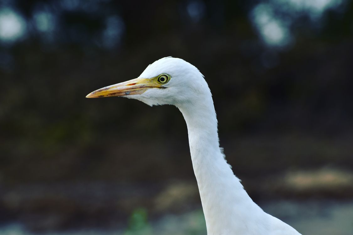 White Crane Bird Free Stock Photo white-crane-bird-free-stock-photo