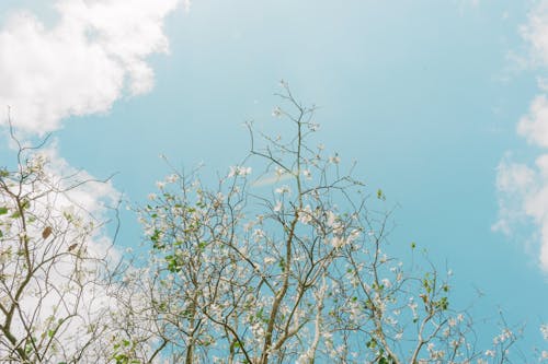 藍藍的天空下的綠樹