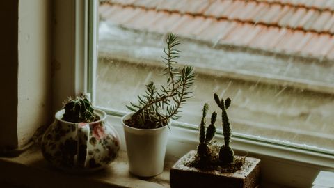 A serene image of potted cacti and plants on a windowsill, creating a cozy indoor atmosphere.