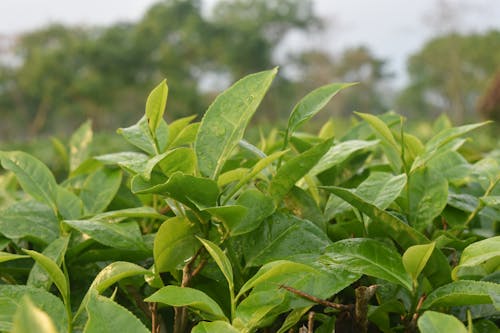 Raindrops on Green Plants