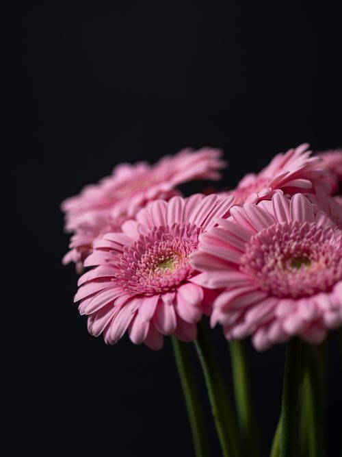 Free A beautiful arrangement of pink gerbera daisies with a soft focus on a dark backdrop, showcasing floral elegance. Stock Photo