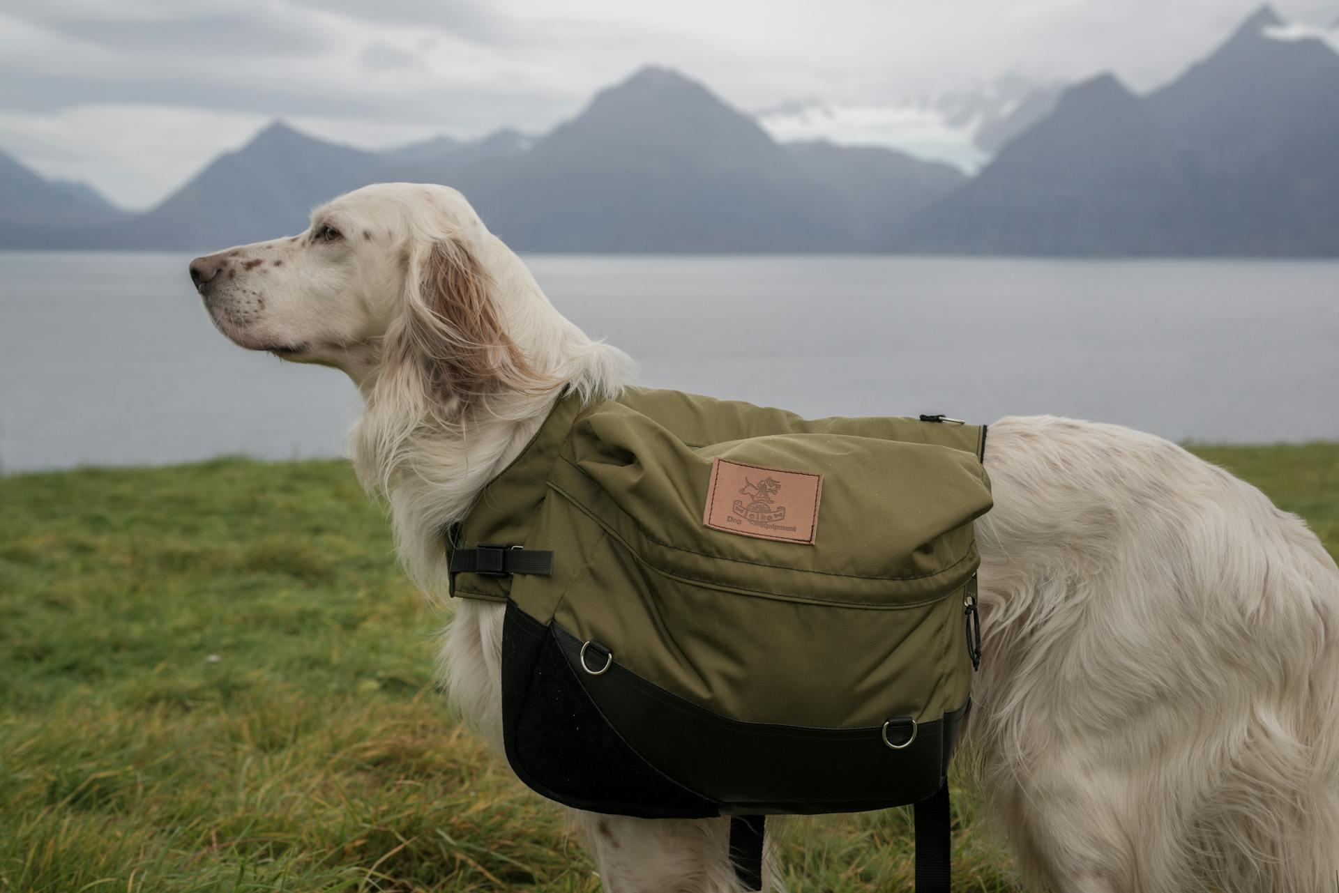 Red Belton English Setter på gräsfält nära vatten