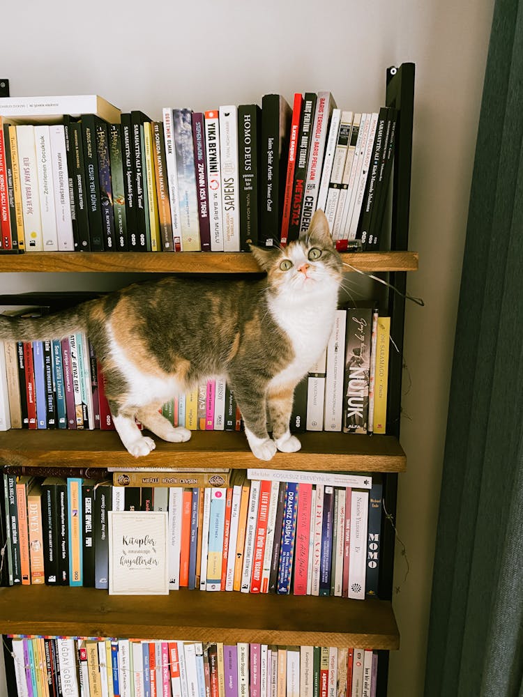 Cat Standing On Bookshelf