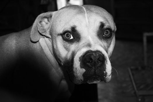 A captivating black and white portrait of a dog, showcasing expressive eyes and a loving gaze.