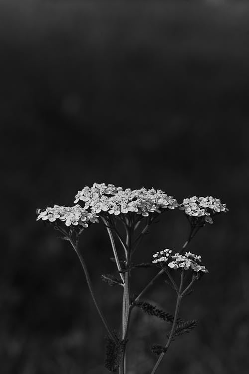 花のモノクロ写真 無料の写真素材