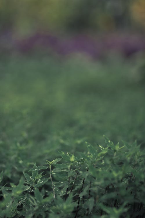 간, 나뭇잎, 녹색의 무료 스톡 사진