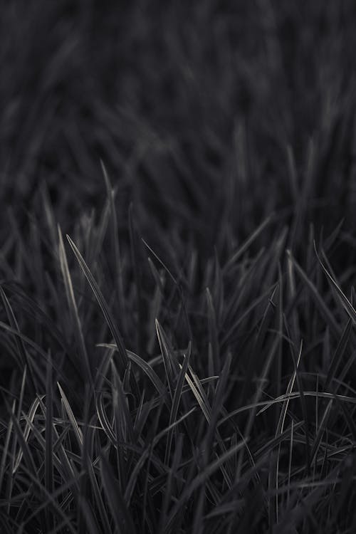 Grass in Black and White