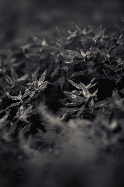 Leaves on Ground in Black and White