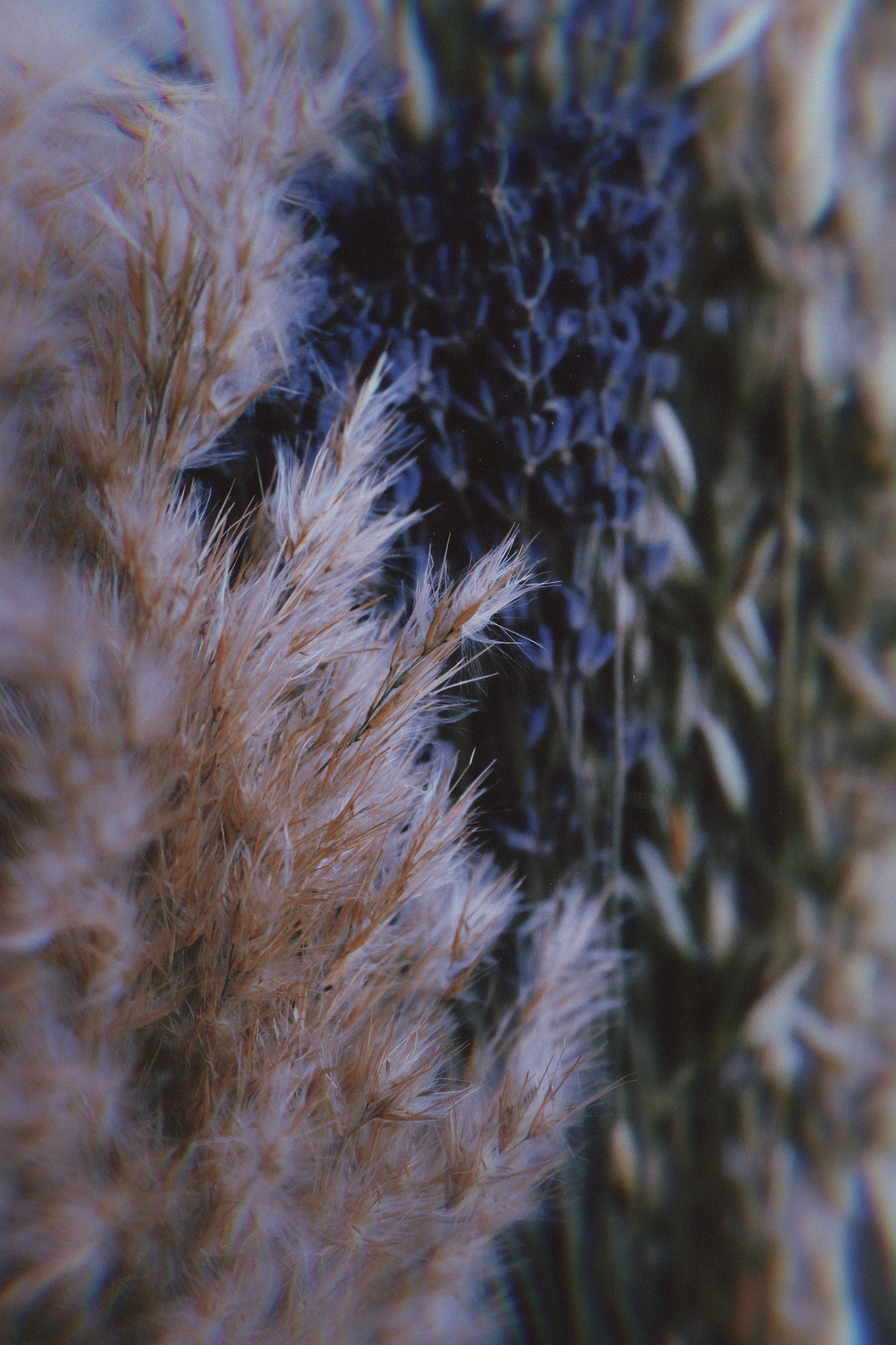 Close up of Soft Rushes · Free Stock Photo