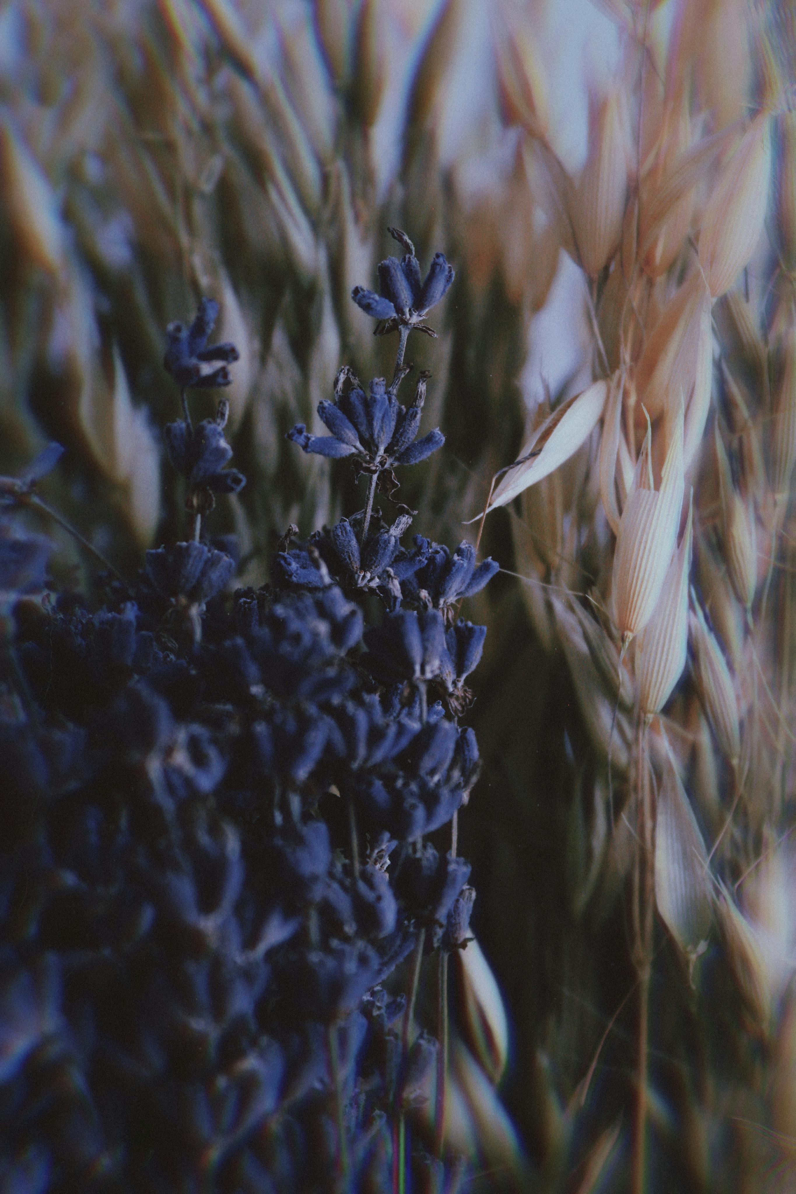 Artistic close-up of purple lavender flowers next to oat stalks in a natural setting.