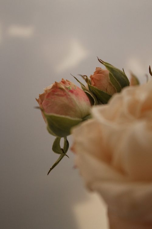 Free Delicate pink rose buds in soft focus, exuding elegance and freshness. Stock Photo