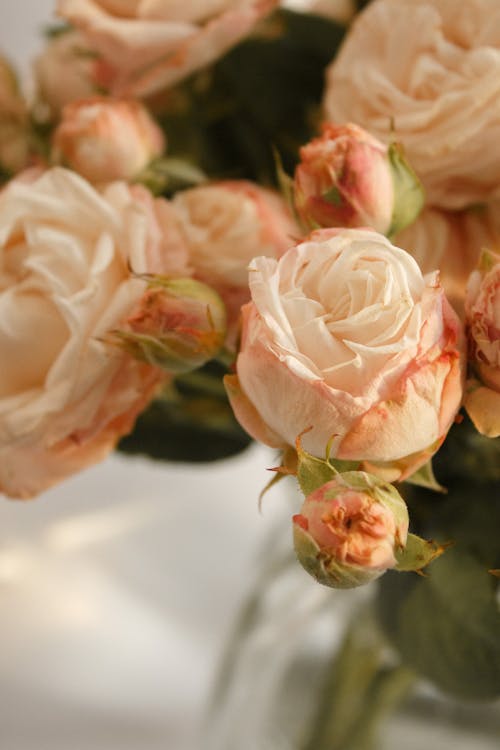 Immagine gratuita di bouquet, fiori, focus selettivo