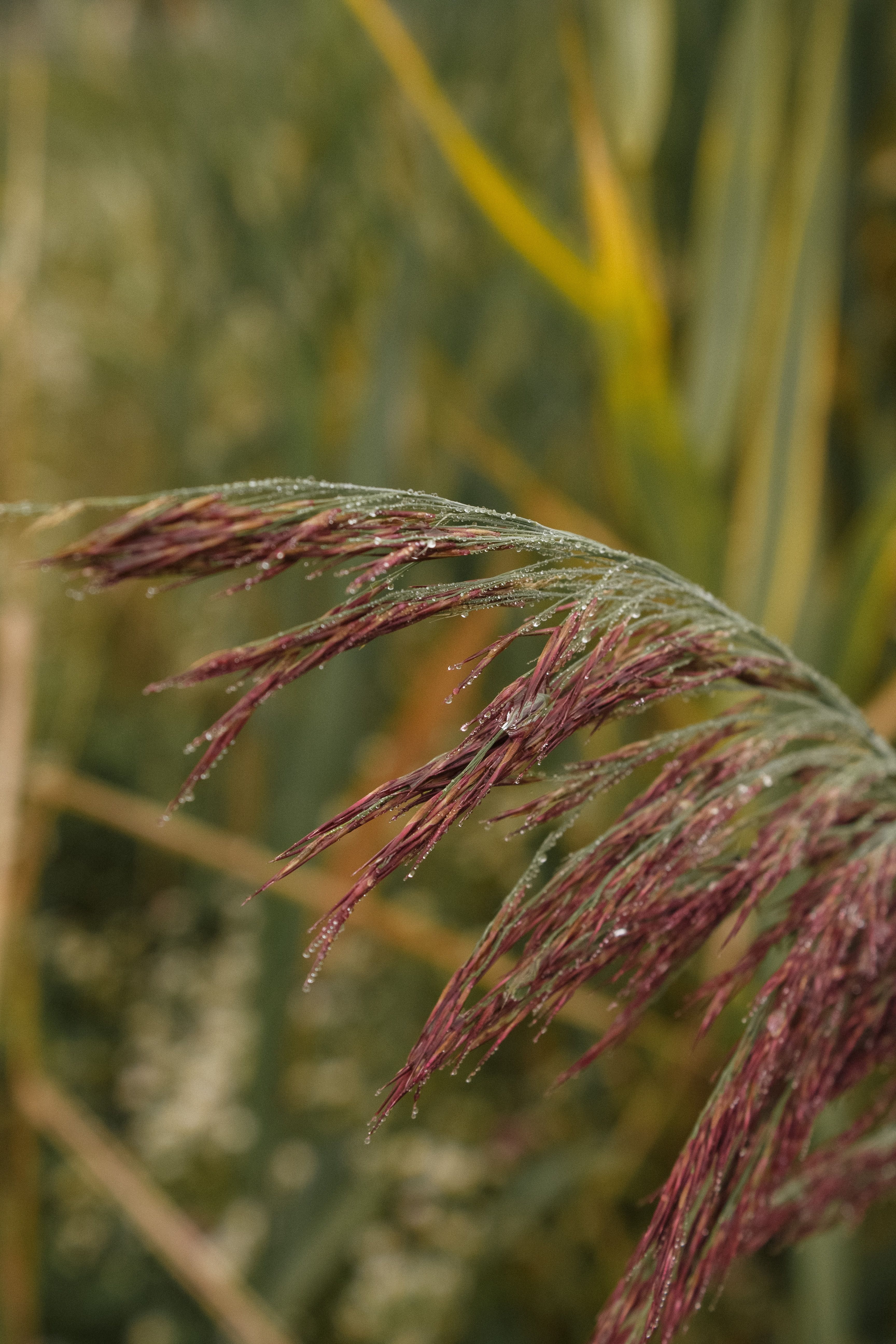 Raindrops on Rushes · Free Stock Photo