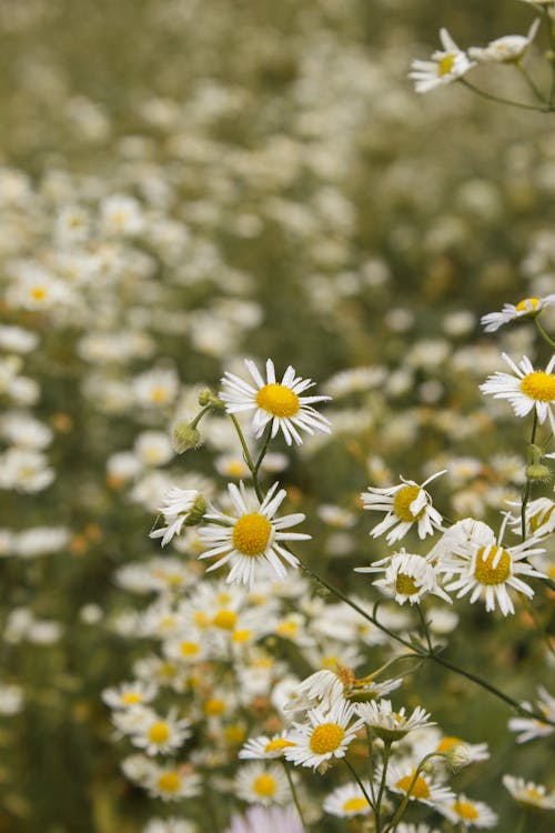 White Daisies on Meadow