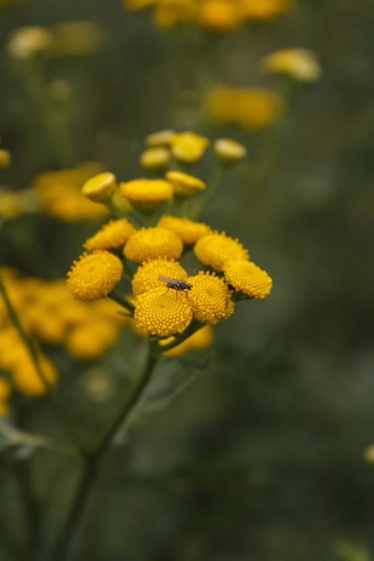 Close Up Of Fly On Yellow Flowers