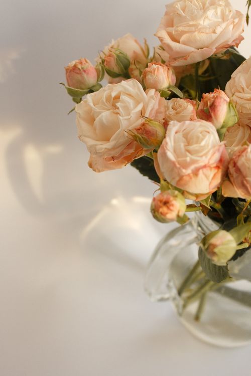 Free A delicate bouquet of pale pink roses in a transparent glass vase, creating a serene and fresh atmosphere. Stock Photo