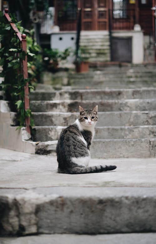 Kostenloses Stock Foto zu haustier, katze, porträt