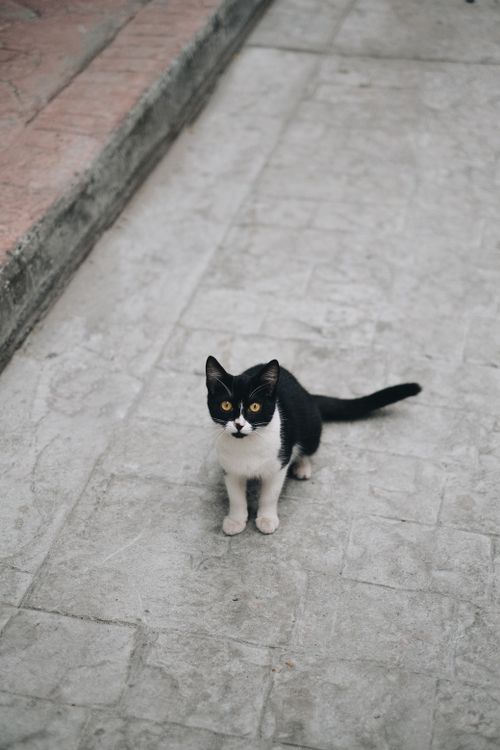 Free A black and white cat sits attentively on a city pavement, looking upwards. Stock Photo