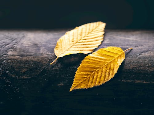 Free Close-Up Photo of Two Dry Leaves Stock Photo