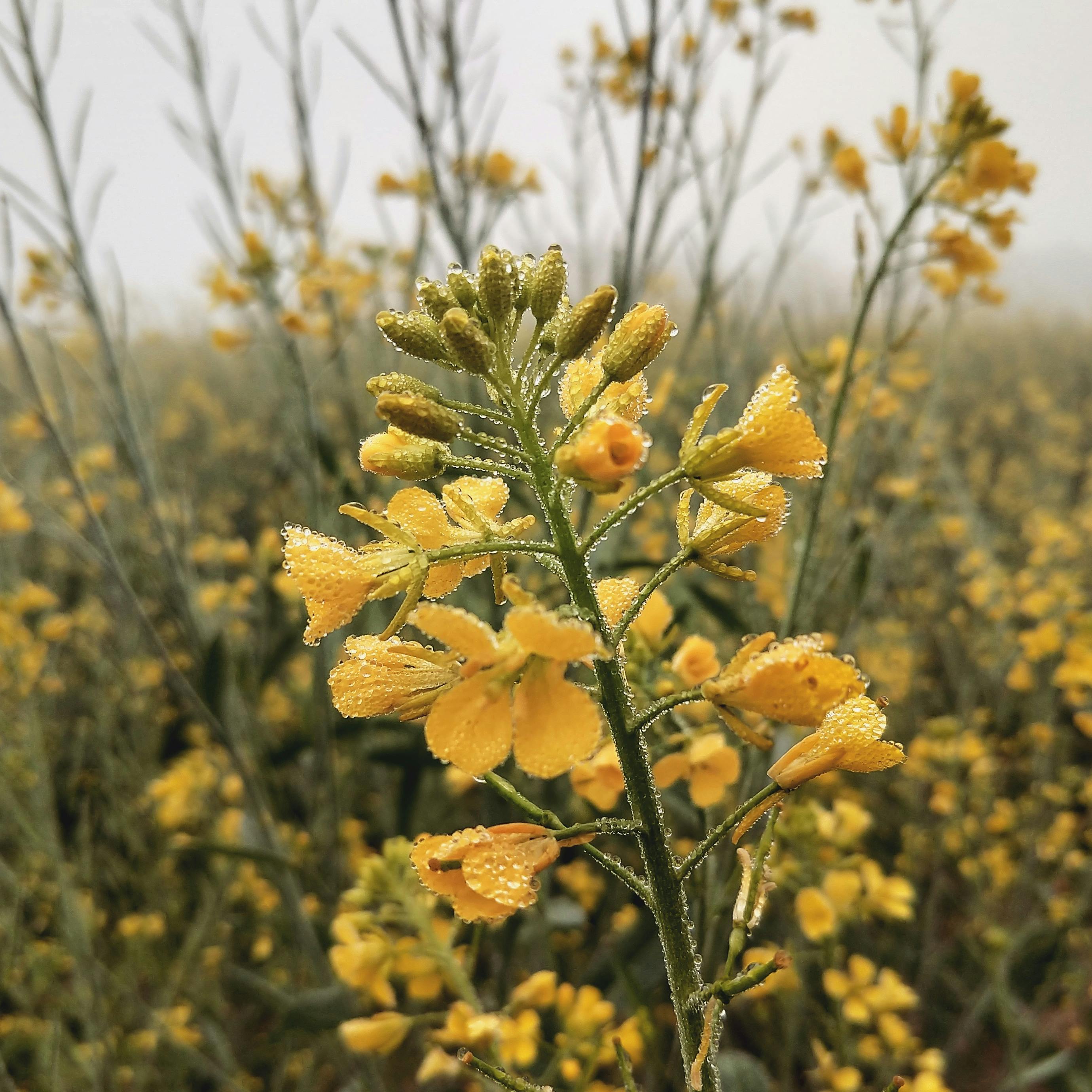 Skagen where two seas meet