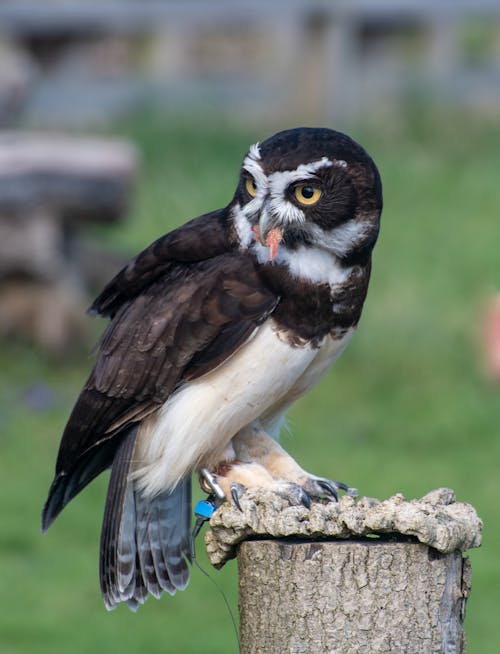 Owl on Wooden Post