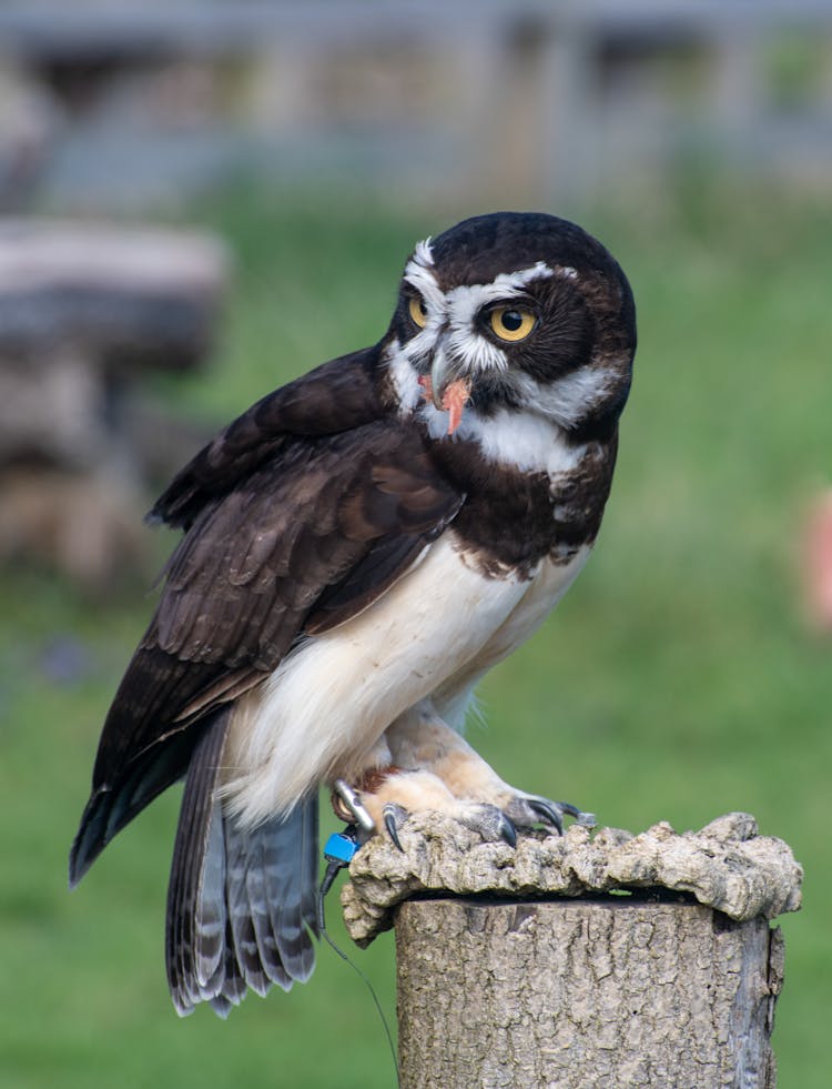 Owl On Wooden Post