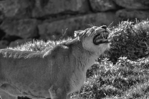 Foto profissional grátis de animal, grama, jardim zoológico