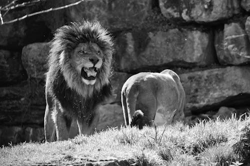 Gratis lagerfoto af i fangenskab, kat, løve Lagerfoto