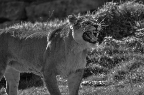 Free Black and white photo of a roaring lioness in a natural setting, showcasing strength and power. Stock Photo
