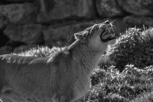 Free A roaring lioness captured in black and white, expressing wildlife's rustic beauty. Stock Photo