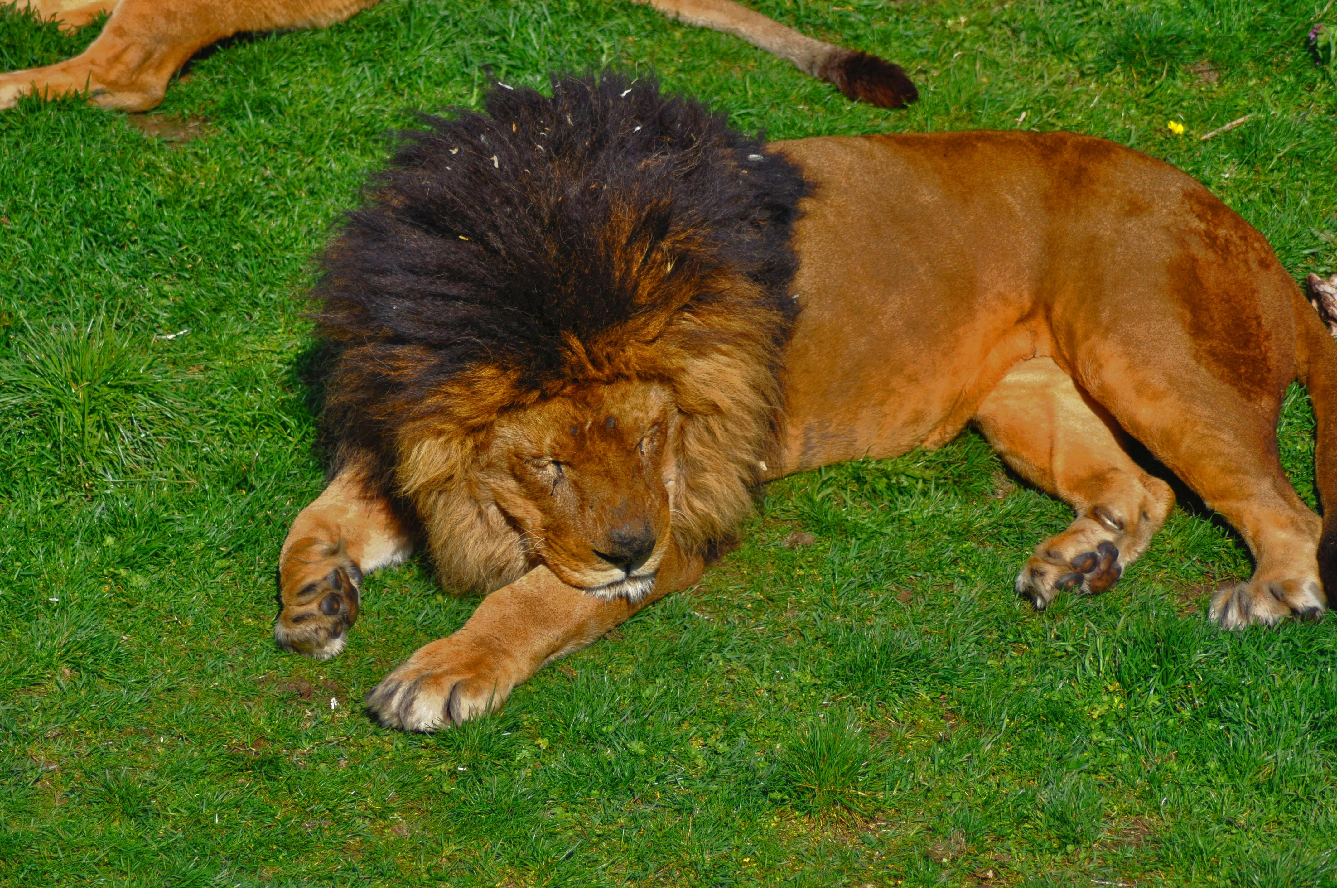 lion sleeping on the grass