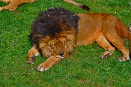 Ücretsiz aslan, çim, hayvan içeren Ücretsiz stok fotoğraf Stok Fotoğraflar