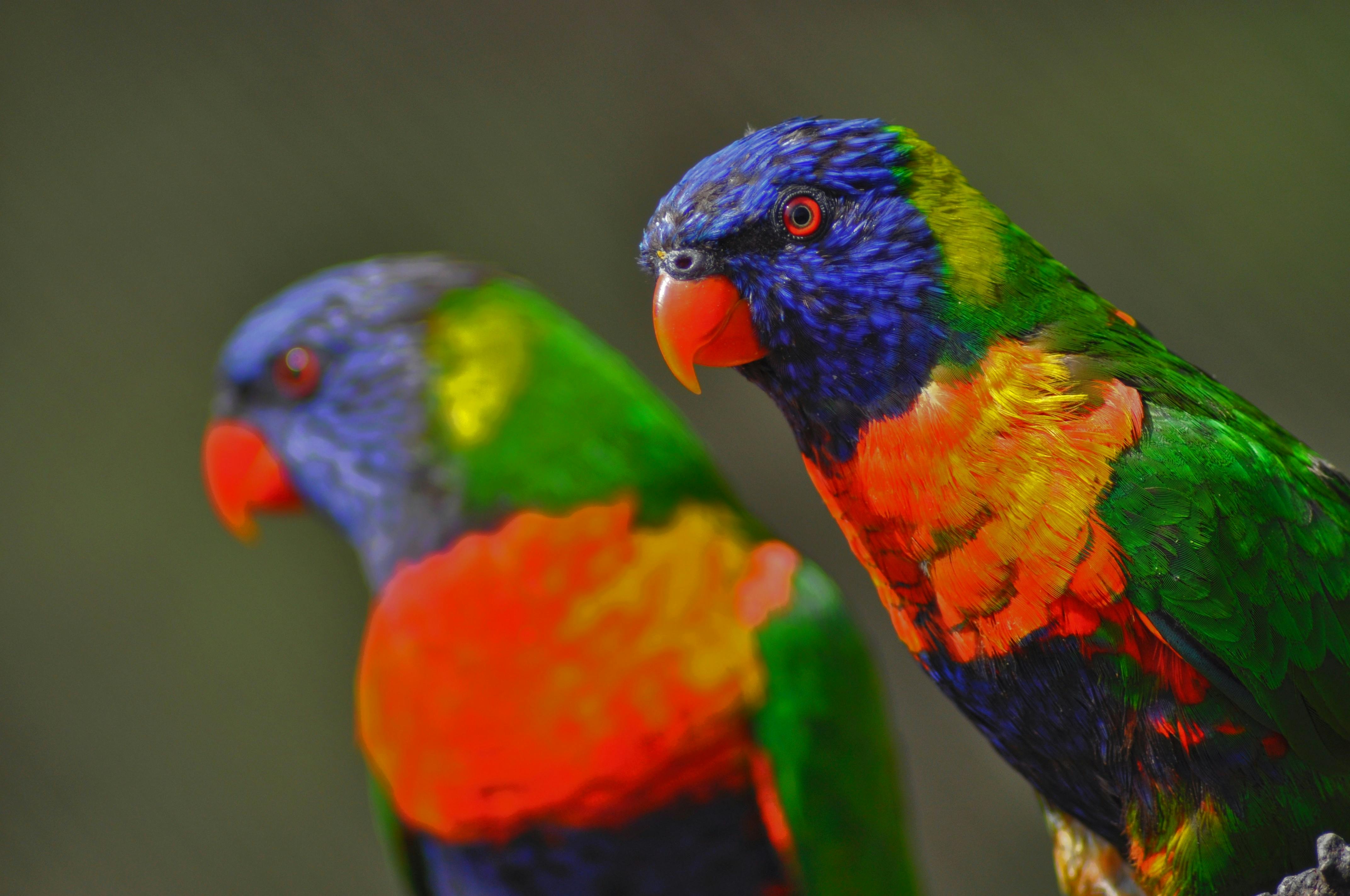 Close-up Photo Of Two Parrots · Free Stock Photo