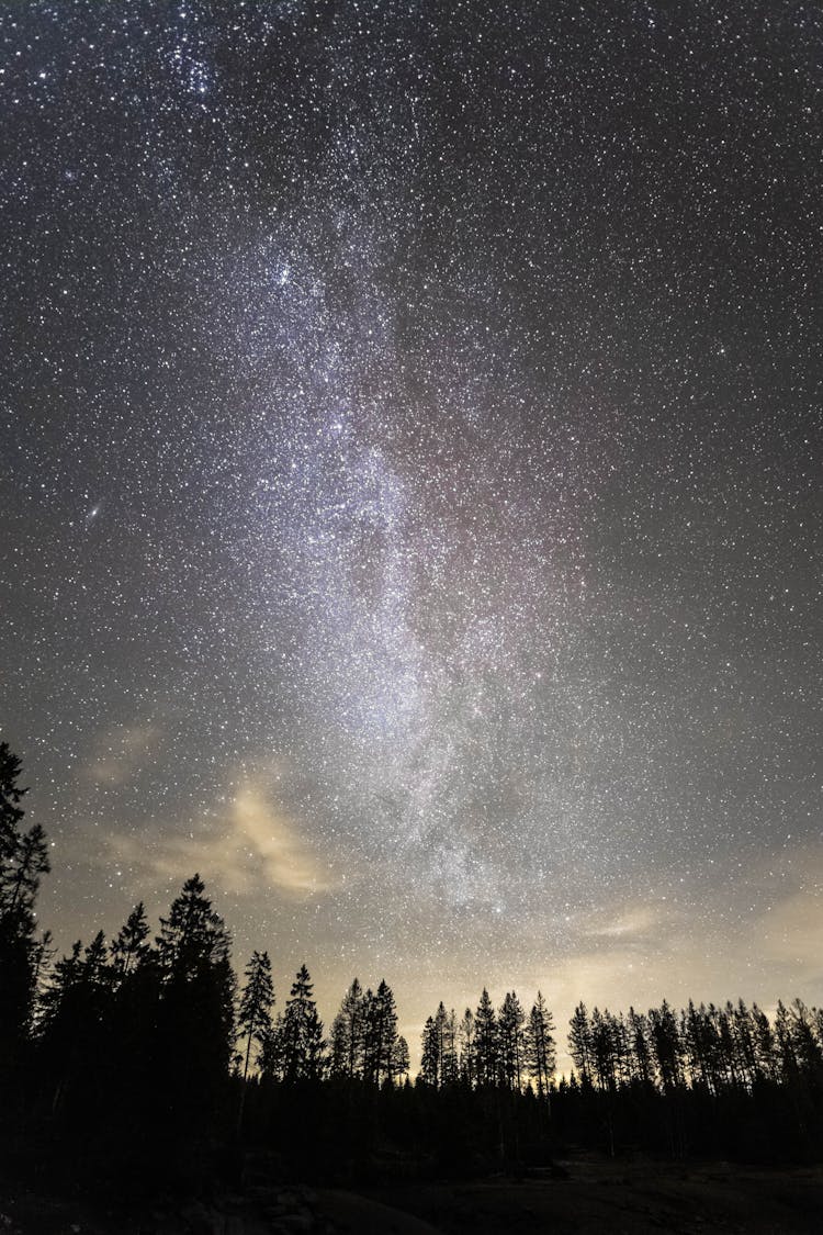 Silhouette Of Trees Under Starry Sky