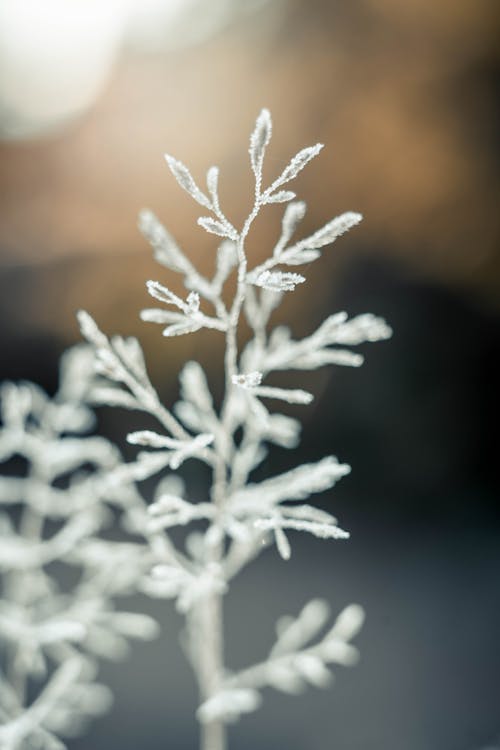 Selective Focus Photography of White Plant