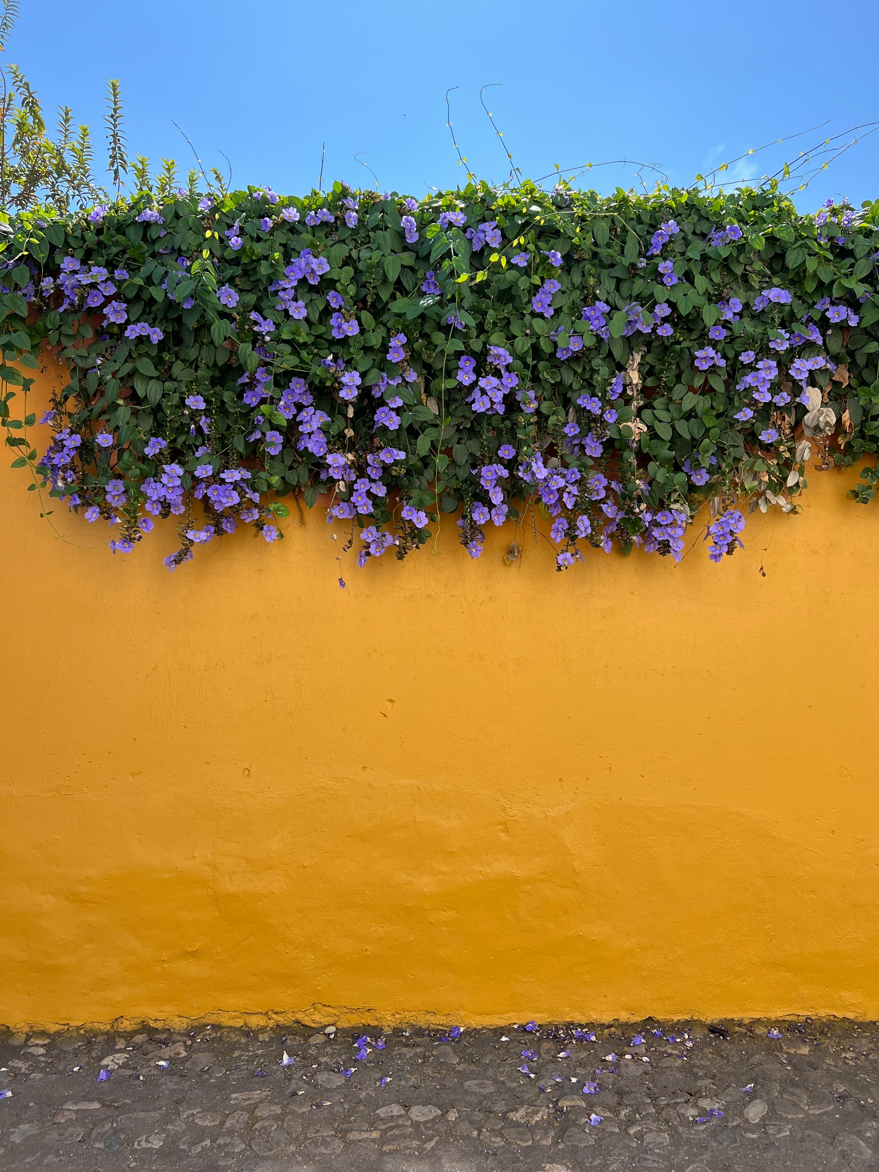 b52club - Khám phá chiến lược và tiềm năng của đội bóng thành London