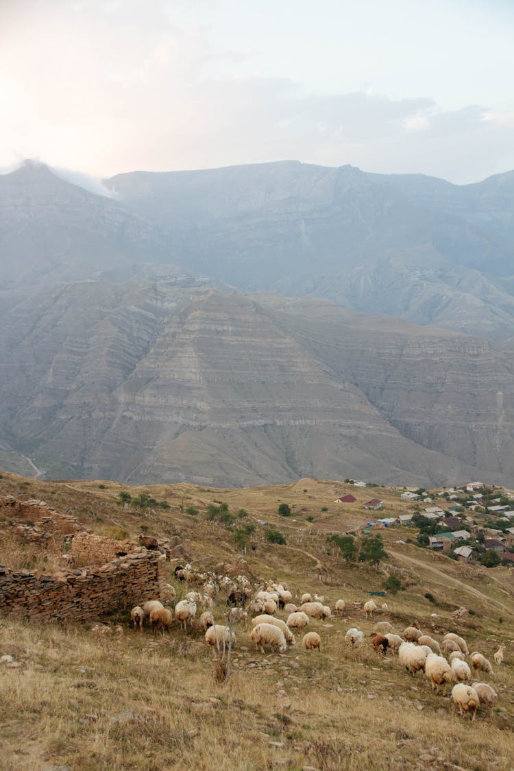 Sheep On Pasture On Hill Over Village