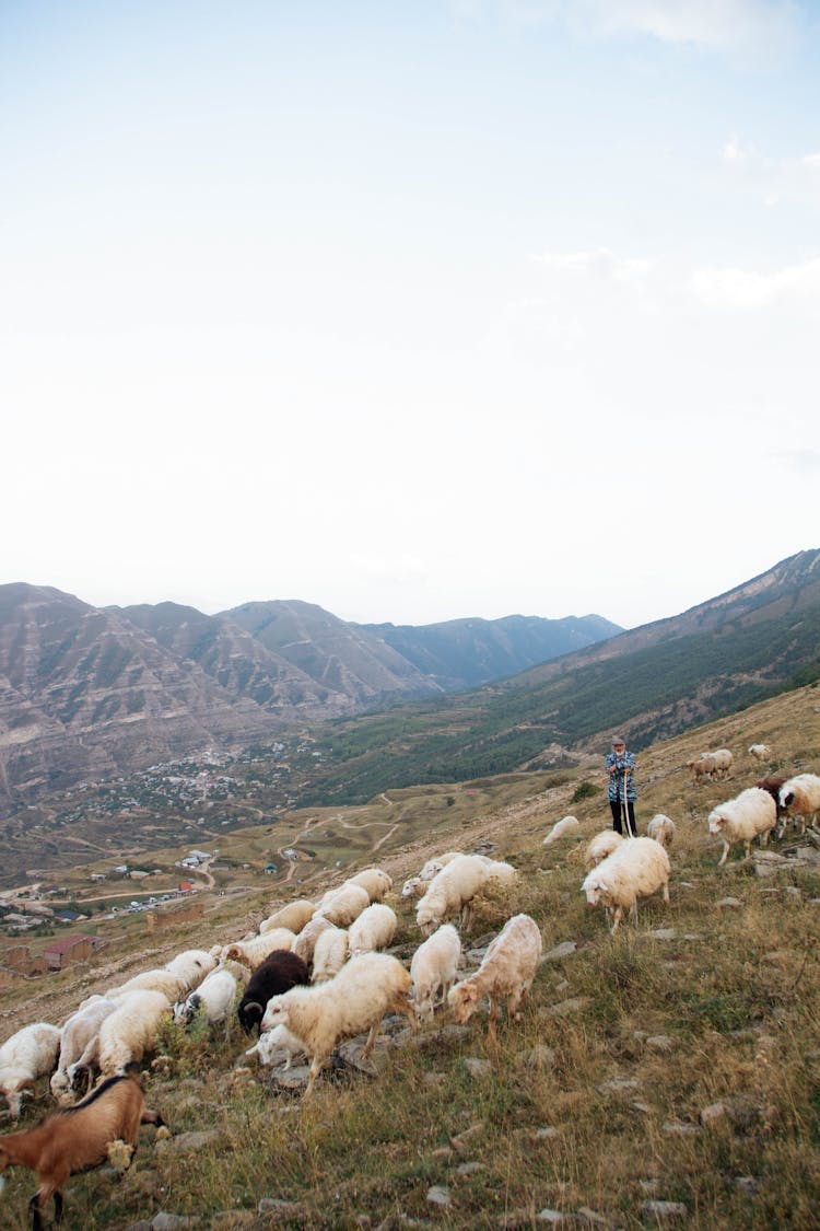 Sheep And Shepherd On Hill