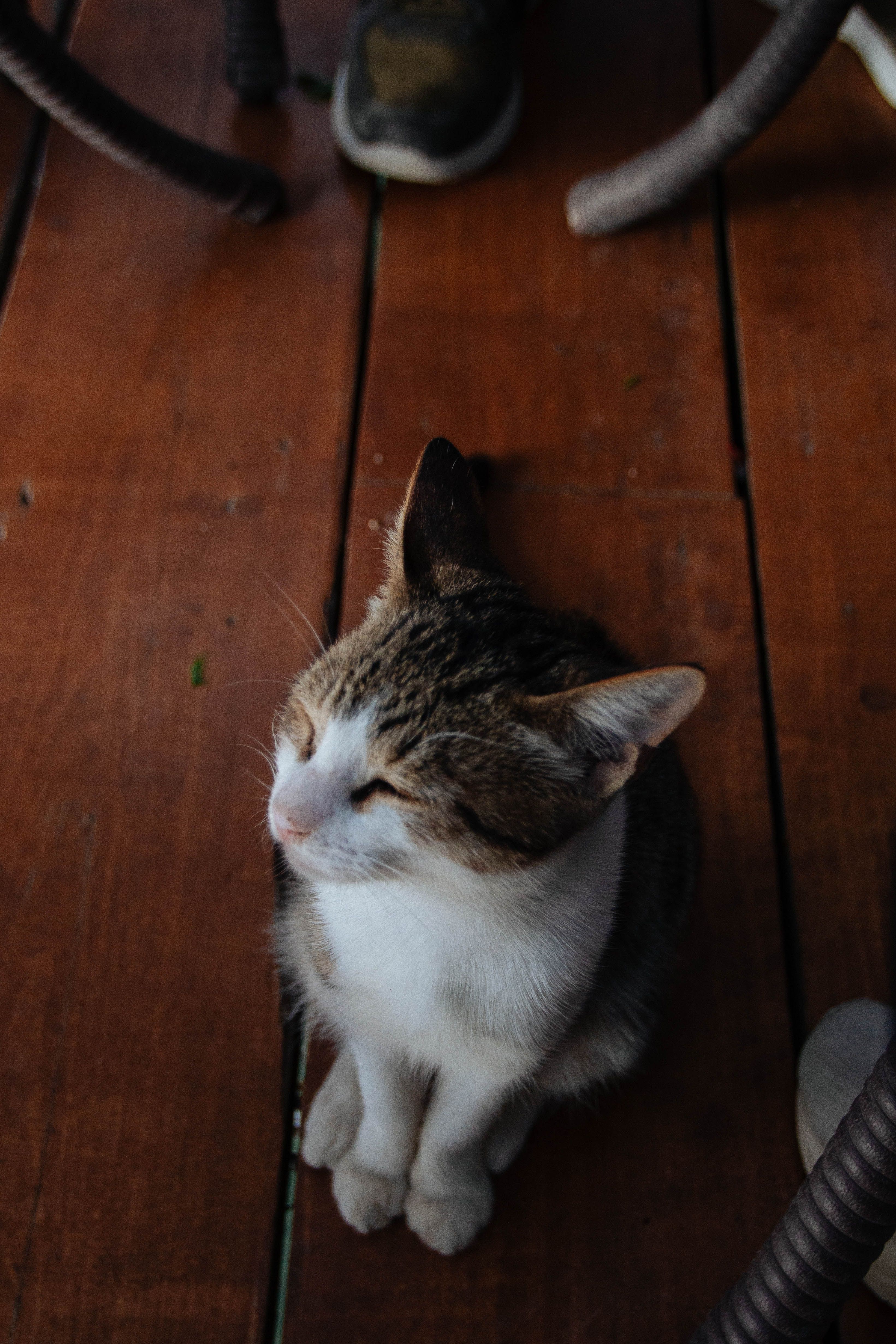 Photo of a Cat with Closed Eyes Sitting on a Wooden Floor · Free Stock ...
