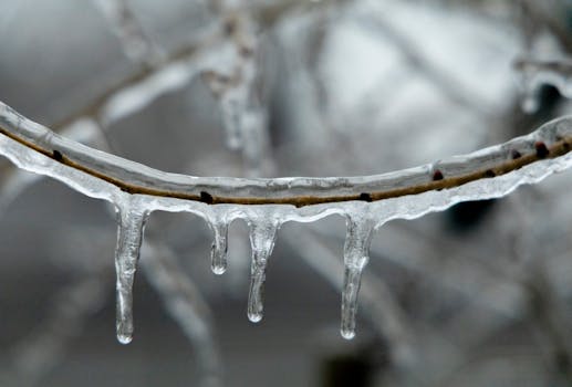 Close-up of icicles hanging from a tree branch during winter in Montreal, Canada.
