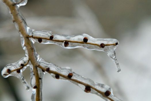 Frozen branches