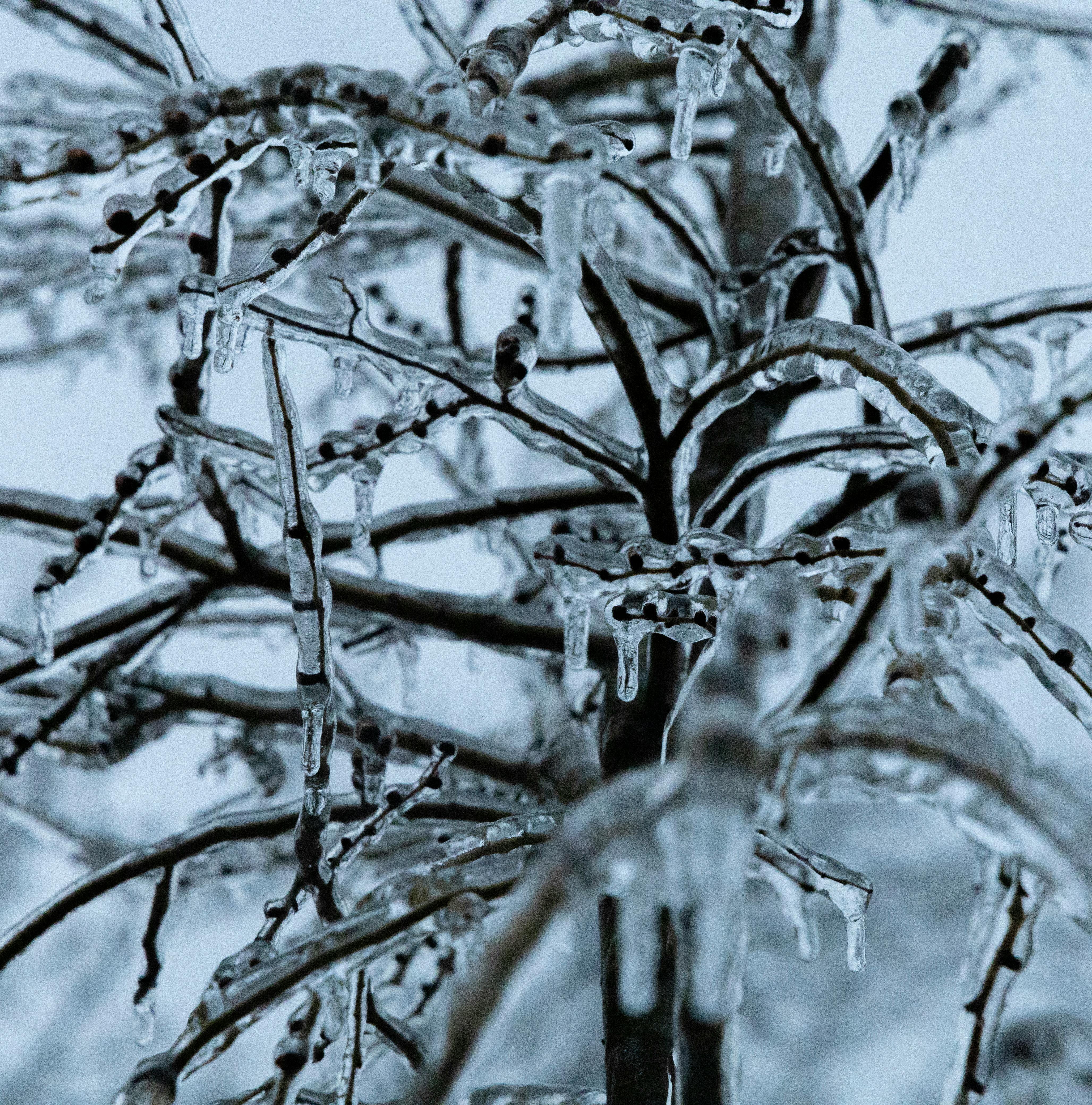Free Close-up of tree branches coated in ice in a wintry Montreal garden. Stock Photo