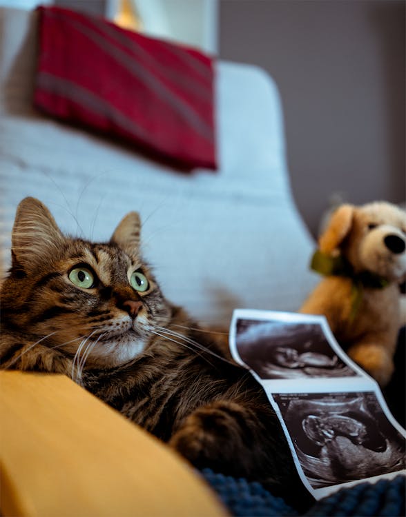 Cat Lying Down with Pictures