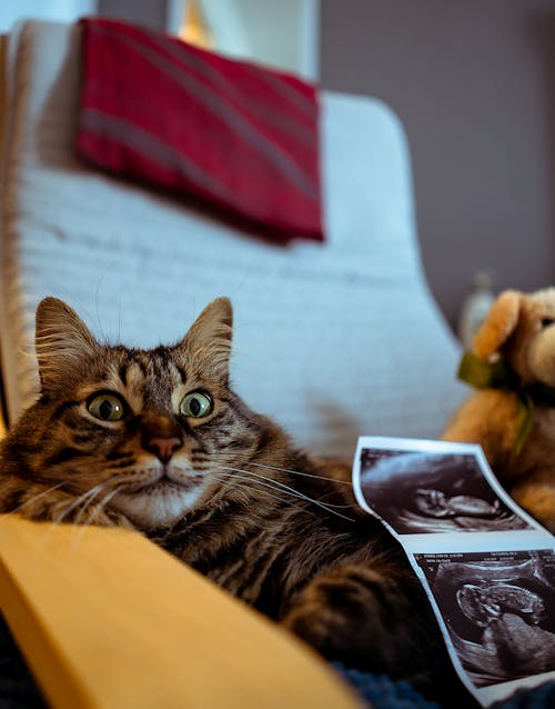 Ultrasound Prints of Baby in Womb on Tabby Cat