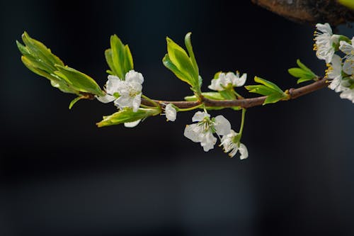 White Blossoms on Tree Branch